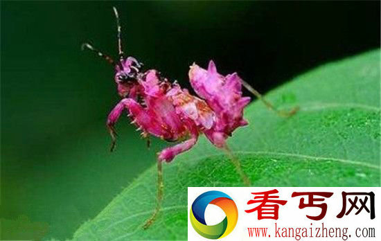 世界十大粉色动物亮瞎眼一个比一个美丽冻人!