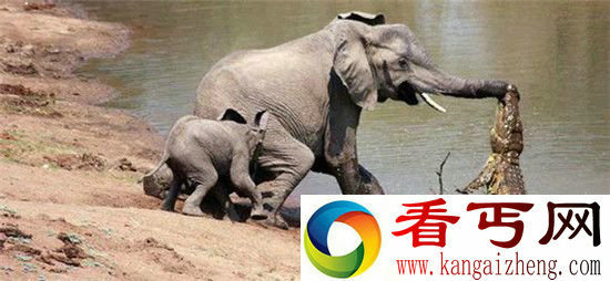 动物界中的母子情深 鳄鱼袭象小象护母