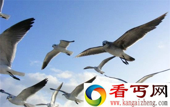 动物世界里不仅有神医 还会办红白喜事?