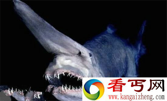 全球十大最可怕怪鲨 苏格兰海域现怪鲨