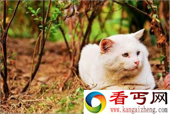 天啦噜!猫咪这八种动作是对你表达爱意哦