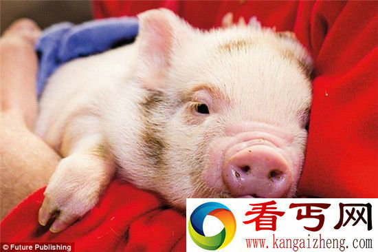 英国科学家称猪比狗聪明 呼吁不吃猪肉