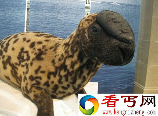 动物世界九大灭绝消失动物 连帽海豹重400公斤