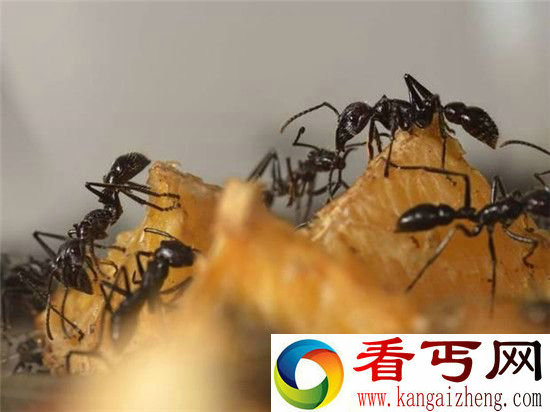 科学家也吃惊了蚂蚁觅食效率竟远超谷歌