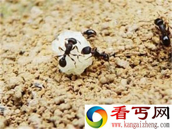 科学家也吃惊了蚂蚁觅食效率竟远超谷歌
