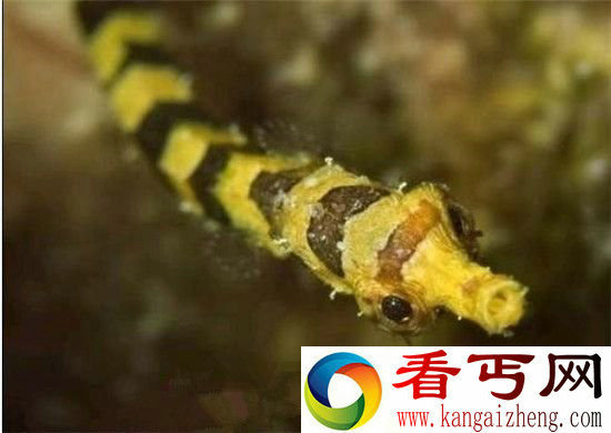 地球十大最可爱动物毛毛虫竟也入选？