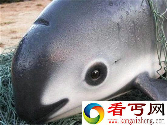 太可恶!中国有钱人把墨西哥两物种吃到灭绝!