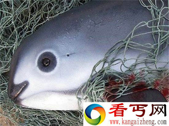 墨西哥两物种频临灭绝 都是中国有钱人吃的结果!