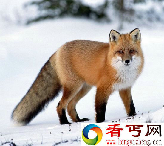 冰雪世界中的美丽精灵 北极11种珍稀动物盘点