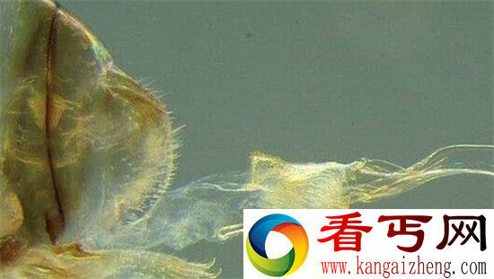 天呐!新发现昆虫连续交配时间70小时 人类自愧不如