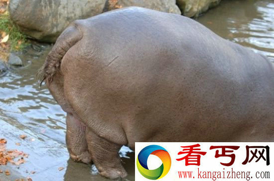 动物身体部位十种另类用途 生殖器可发射超声波