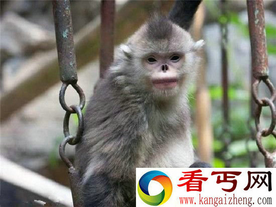 2015新发现的十大古怪物种 神秘恐怖令人惊奇
