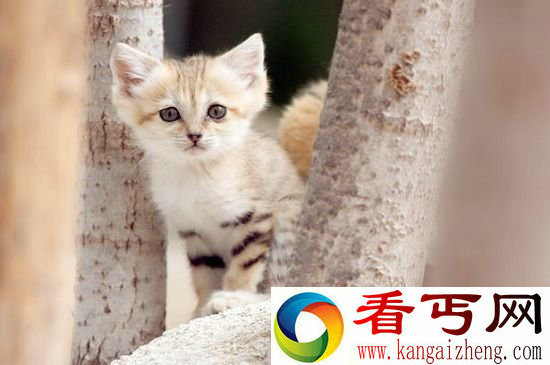 非洲沙猫被滥捕濒临灭绝 形象呆萌可爱成致命原因