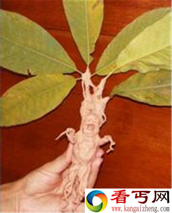 全球最神秘的14种生物曼德拉草能催情