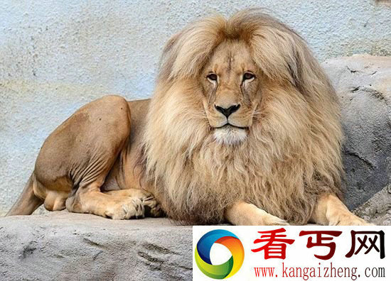 捷克动物园一雄狮 因中分发型成为明星