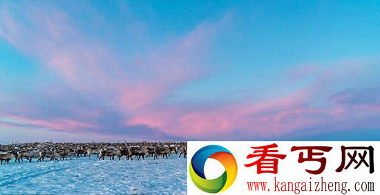 【动物美图】北欧数千头驯鹿向南迁徙 壮观震撼