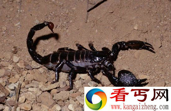 全球十大最恐怖动物盘点夺命蜱虫惊悚至极