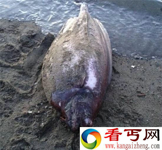 美国发现神秘生物 皮肤丝滑比人类过犹不及