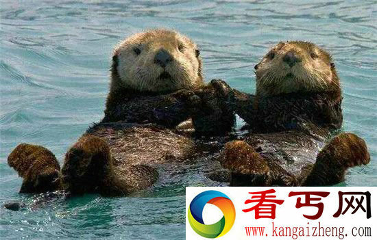 这些最萌的动物竟然是性虐杀手暴力狂和恶棍天使!