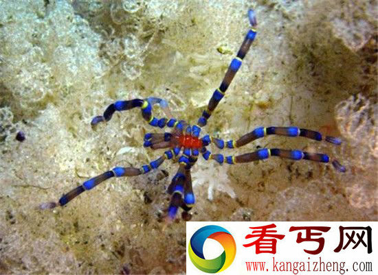 南极巨型奇异海蜘蛛 体长25厘米生殖器长在腿上