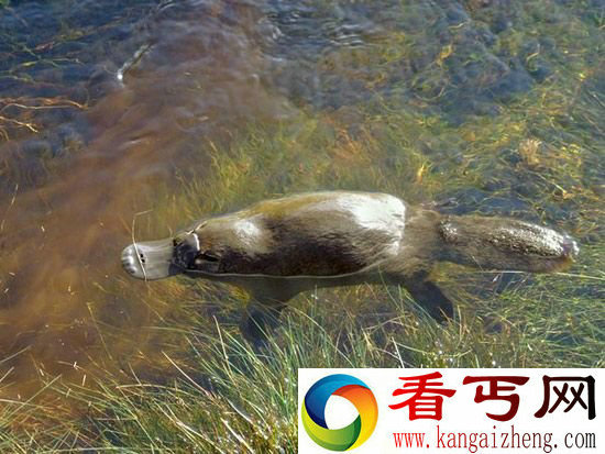 鸭嘴兽——电子定位