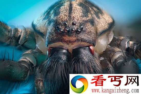【恐怖慎入】动物怪物小虫子的“恐怖特写”