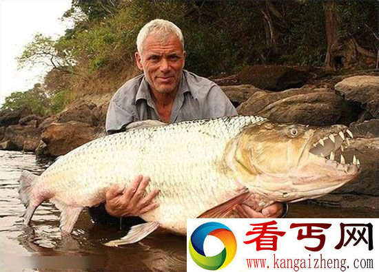 食人鱼吃人疯狂撕咬 全球最恐怖鱼类盘点