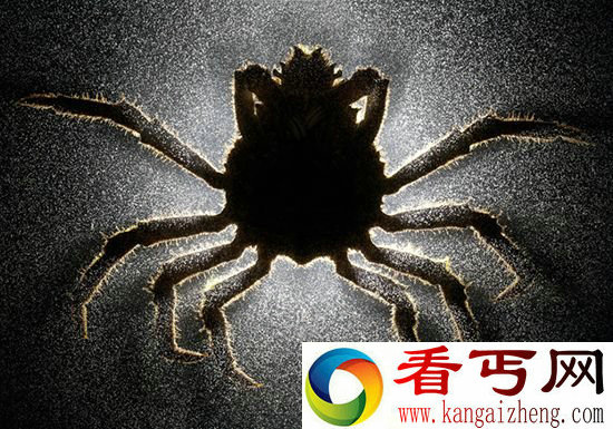 【恐怖慎入】寄生虫变成僵尸昆虫吸脑者钻出寄主身体