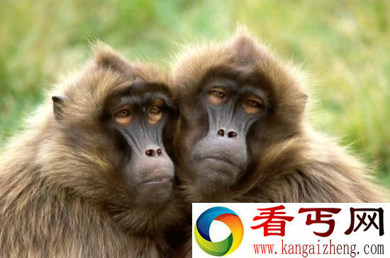 关于动物的十件奇葩事 随心所欲的转换性别