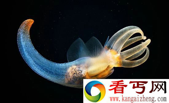 海洋动物艺术照美哭网络 摄影师巧思引热议