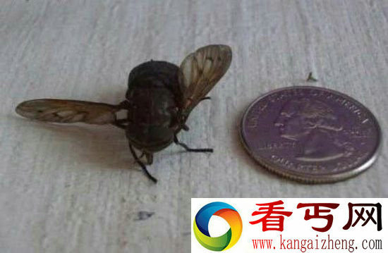 世界上最重的猪达800公斤 最长的蛇接近15米