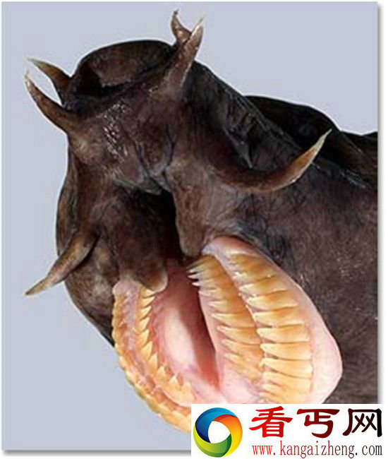 7大恐怖的大嘴动物食人鱼 啄木鸟 企鹅上榜