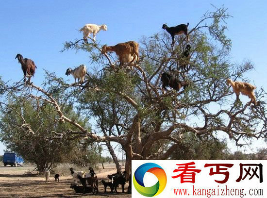 自然界奇特动物行为盘点山羊爱上树?