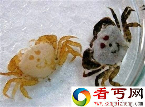 长着人脸的十大动物盘点这是谁干的!