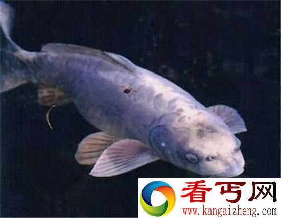 长着人脸的十大动物盘点这是谁干的!