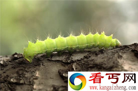 虫子打破衰老定律 人类或能永葆青春