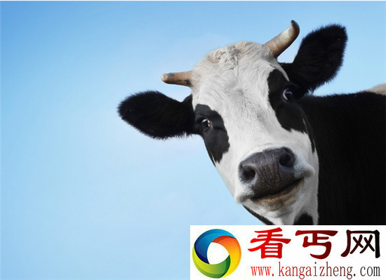 科学家表示奶牛比鲨鱼更恐怖