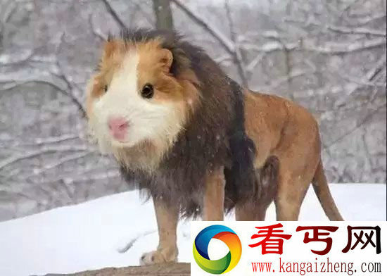 杂交动物界的十大奇葩鲨鱼与犀牛杂交生个啥?