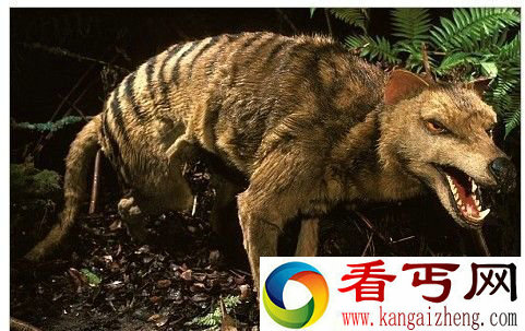 盘点全球十大神秘动物长相奇葩的霍加狓
