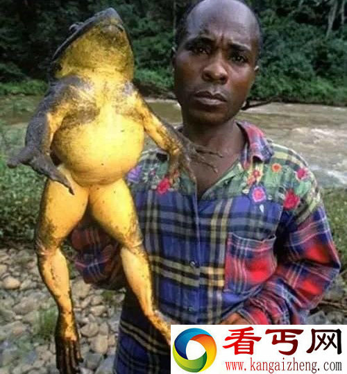 动物中12种巨无霸 巨型蜘蛛大如狗