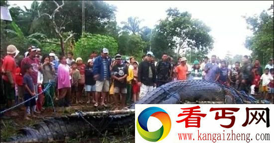 动物中12种巨无霸 巨型蜘蛛大如狗