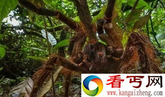 动物中12种巨无霸 巨型蜘蛛大如狗