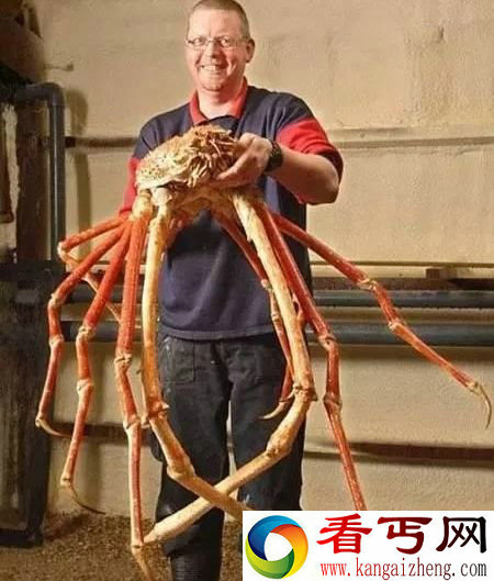 动物中12种巨无霸 巨型蜘蛛大如狗
