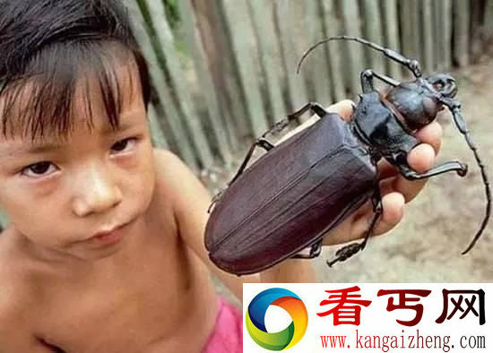 动物中12种巨无霸 巨型蜘蛛大如狗