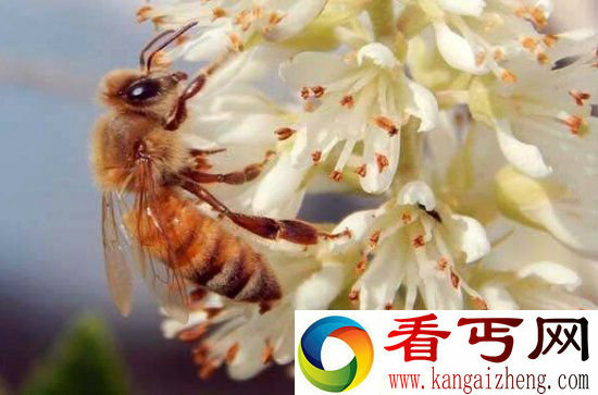 地球生态错综复杂 六大动物竟决定人类生死