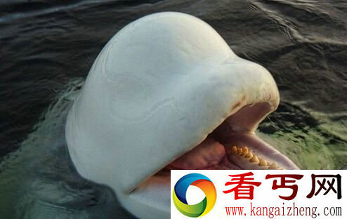 俄罗斯野生白鲸被驯化后近半绝食而亡