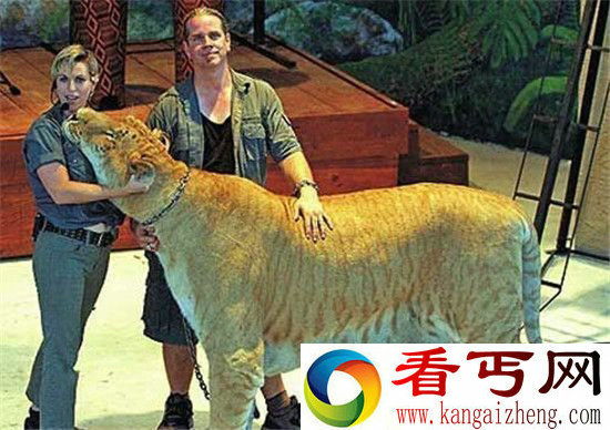 盘点世界十大著名杂交动物