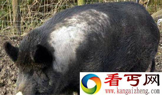 盘点世界十大著名杂交动物