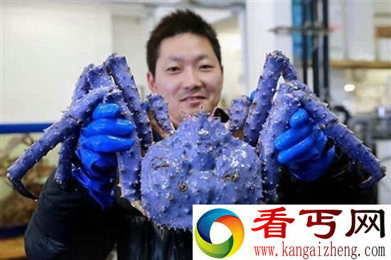 外表奇特八大变异动物 双头小猫来自古罗马神话