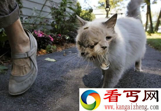 外表奇特八大变异动物 双头小猫来自古罗马神话